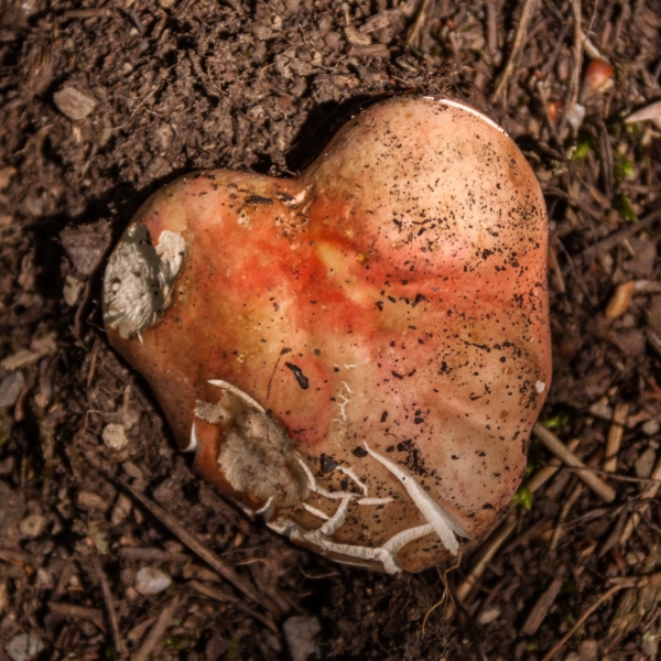 Ein Herz fuer Pilze - (c) K Eutebach.jpg